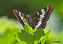 Limenitis corquini